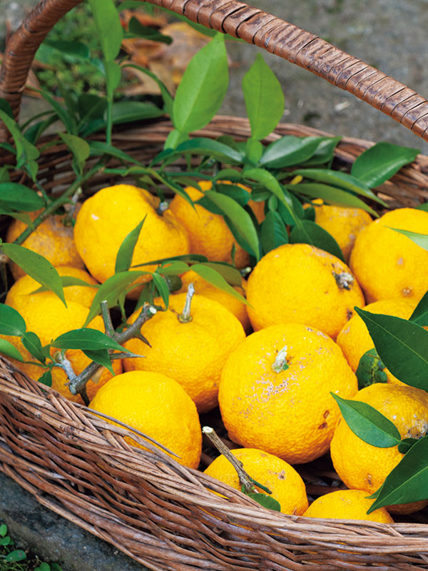 画像: もぎたての庭の柚子の実