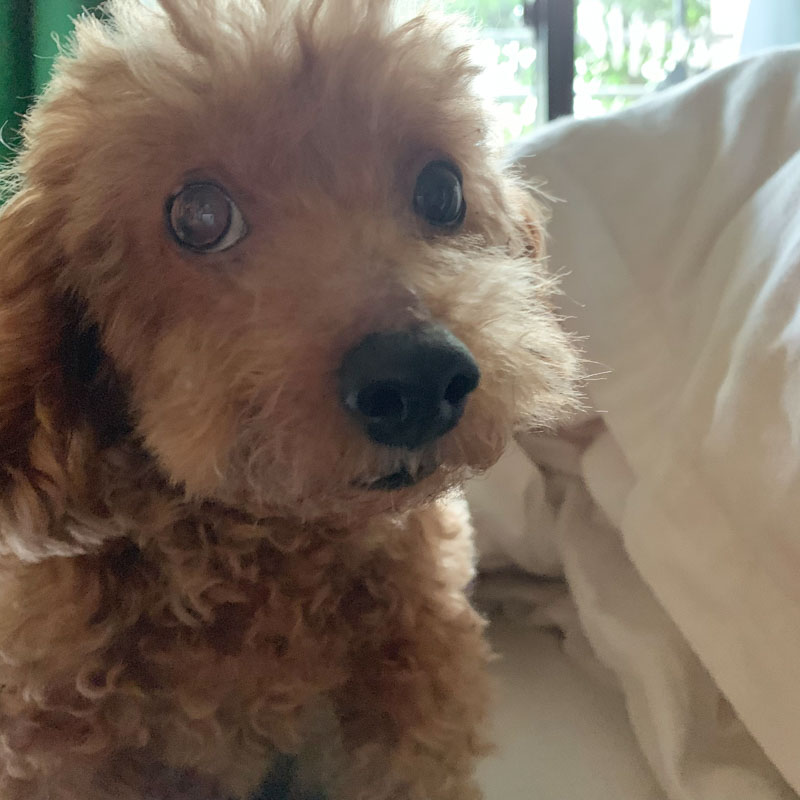 画像1: 19歳の愛犬・つぶの介護の日々