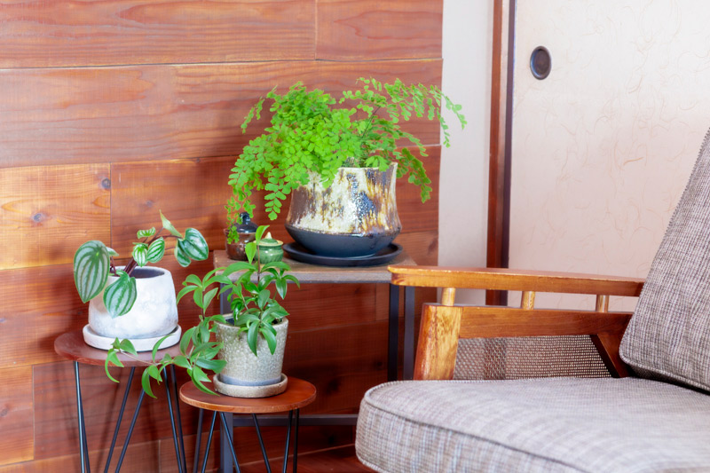 画像: くつろぎのスペースで､葉の広がりがつくる静かな陰影が心地よい