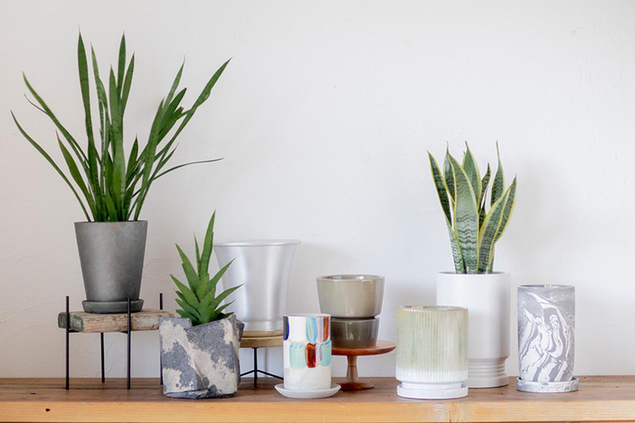 画像: 初心者におすすめ！「縦に伸びる」観葉植物の飾り方。育てやすい品種とおしゃれに飾るコツ｜みどりの雑貨屋・RIKAさんのグリーンと暮らす知恵 - 天然生活web