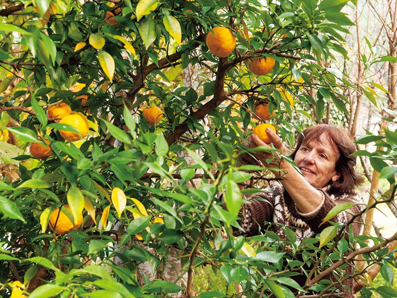 画像: 柚子の実を収穫するベニシア