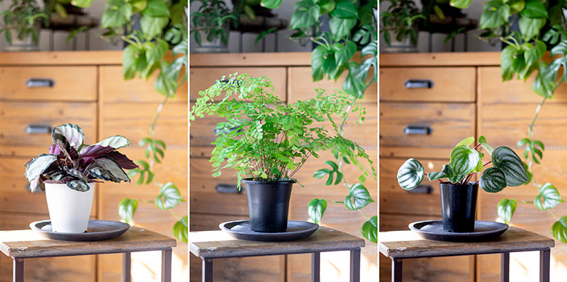 画像: 左からカラテア、アジアンタム、ペペロミア｡葉の形や広がり方の違いで､同じ｢横ライン｣でも印象が変わります