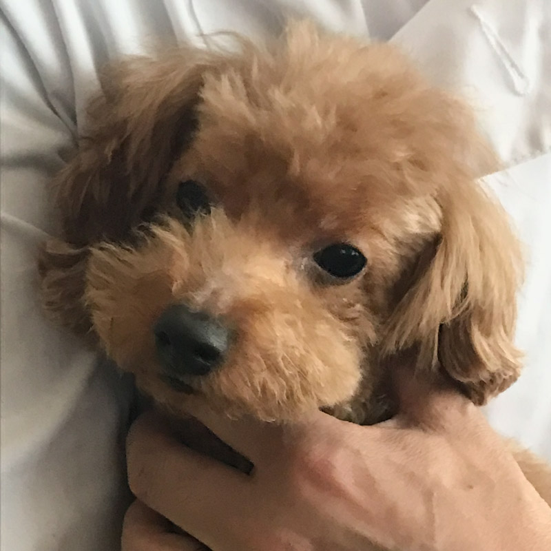 画像: 「がんばれ」より感謝を。愛の時間とお別れの日