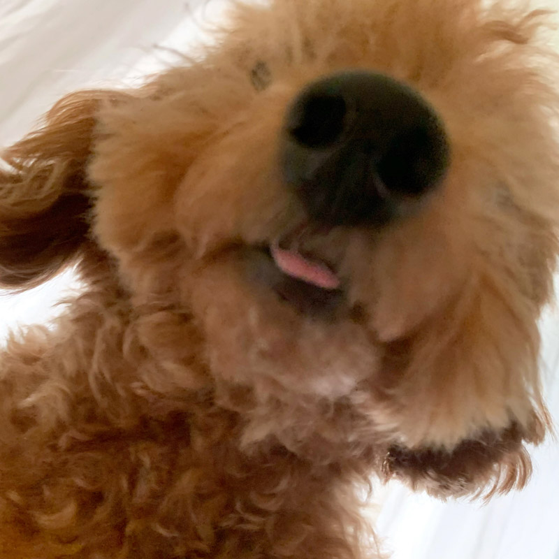 画像1: いつも家族の中心にいた、つぶの存在