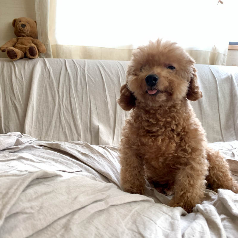 画像2: 19歳の愛犬・つぶの介護の日々