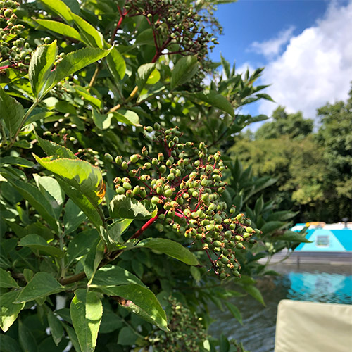 画像: エルダーのつぼみ