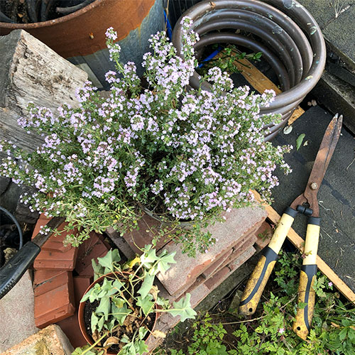 画像: 庭のハーブはハーブティーやレメディづくりにも