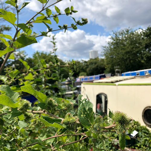 画像: ボートの中はハーブに囲まれたワクワクする空間