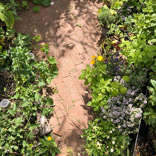 画像: 足元に広がるキッチンハーブたち