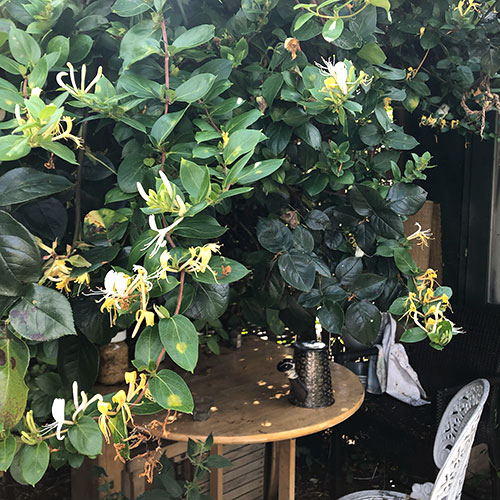 画像: 枝を伸ばすハニーサックル