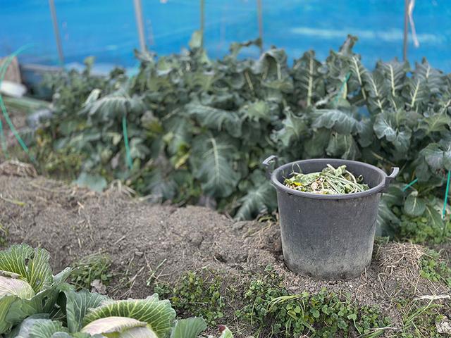 画像: ジャガイモを掘った後の畝へ移動したコンポスト。この畝を使う時はまた別の場所へ移動させる