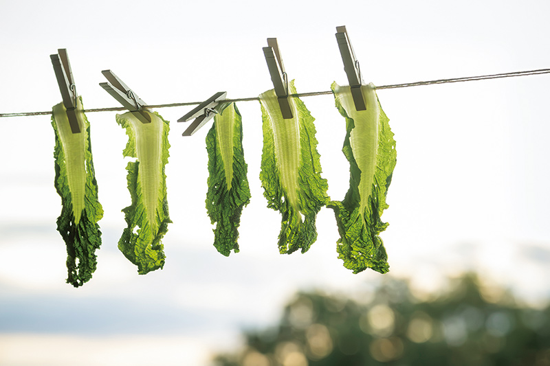 画像: 3〜4日間干せたらベストですが、数時間干すだけでも格段においしくなる