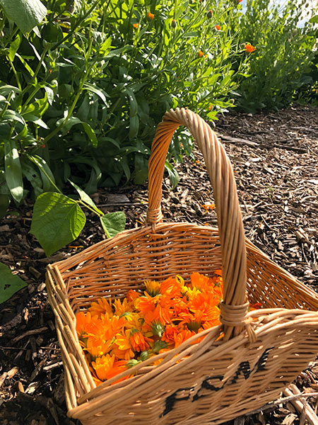 画像: カレンデュラの収穫