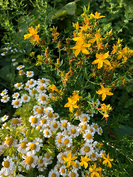 画像: 花盛りのハーブガーデン