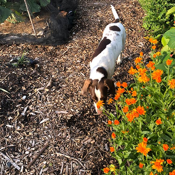 画像: ガーデンでくつろぐビギータの愛犬