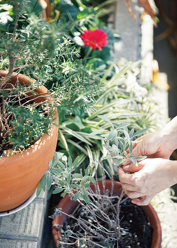 画像: ①ハーブの鉢植え