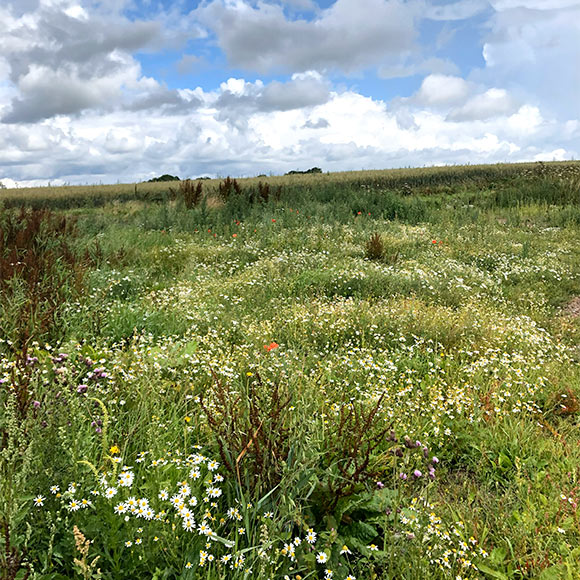 画像2: 朝の散歩道にて