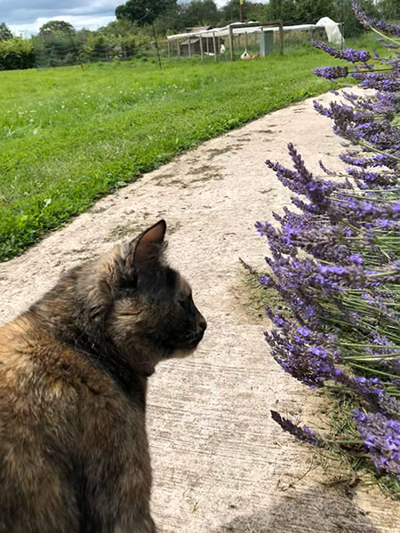 画像: 英国ハーバリストの一日。ハーブガーデンへ