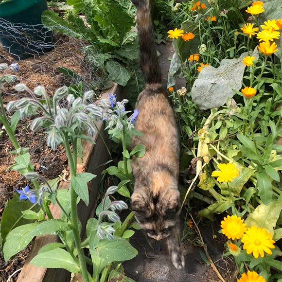 画像: 猫もやってくる