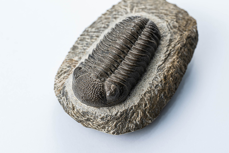 画像: 先日のミネラルフェアで本物認定をいただいた川添の三葉虫でしたが……、再び不安が