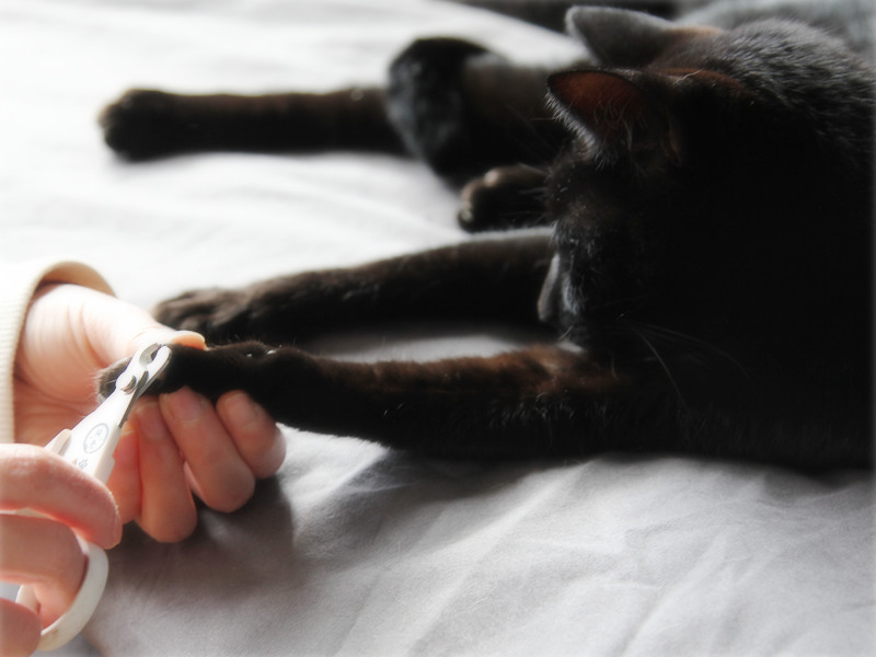 画像: 寝ているときに切る