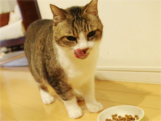 画像: 生きづらい世界で、猫が教えてくれたこと - 天然生活web