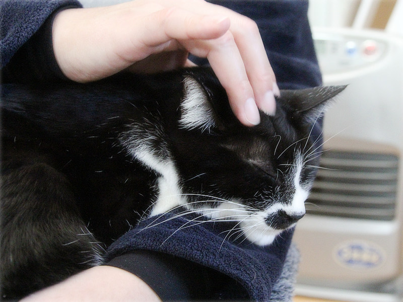 画像: 夫に撫でられて夢見心地の全