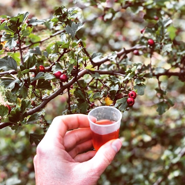 画像: ホーソンのチンキ