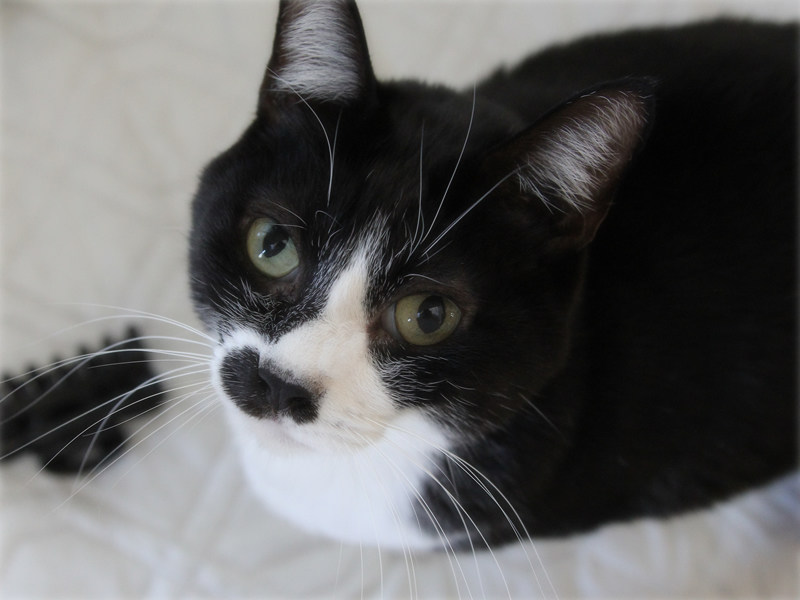 画像: 2月は、無理をしない月に。猫に教わるヒント