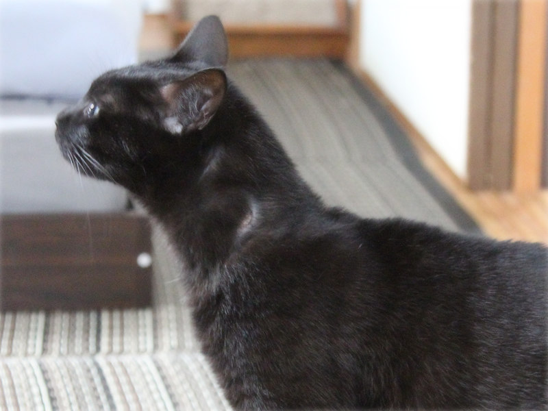 画像: 首におハゲができてしまったコウ