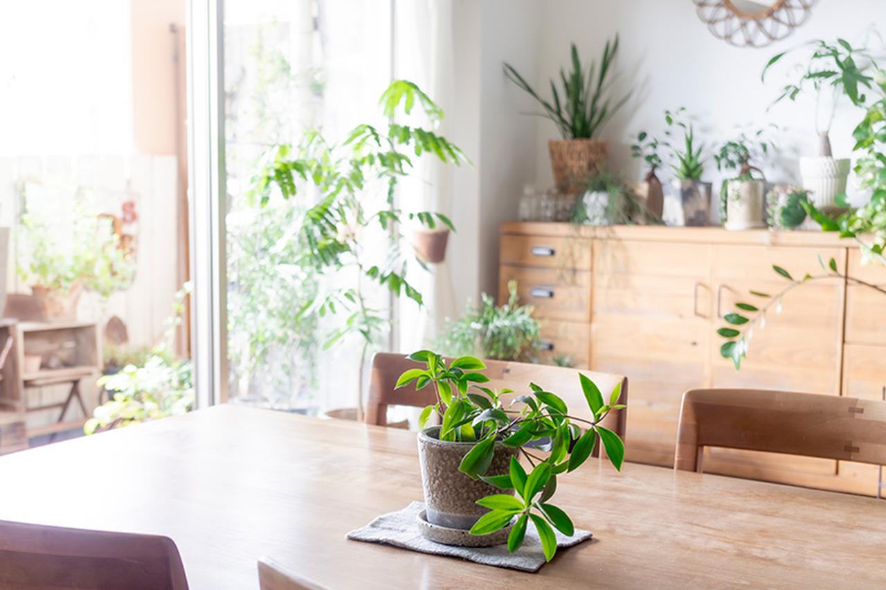 画像: インドアグリーンを楽しむカギ「植木鉢選び」のコツ。インパクトは植物以上!?気分も部屋の印象もがらり