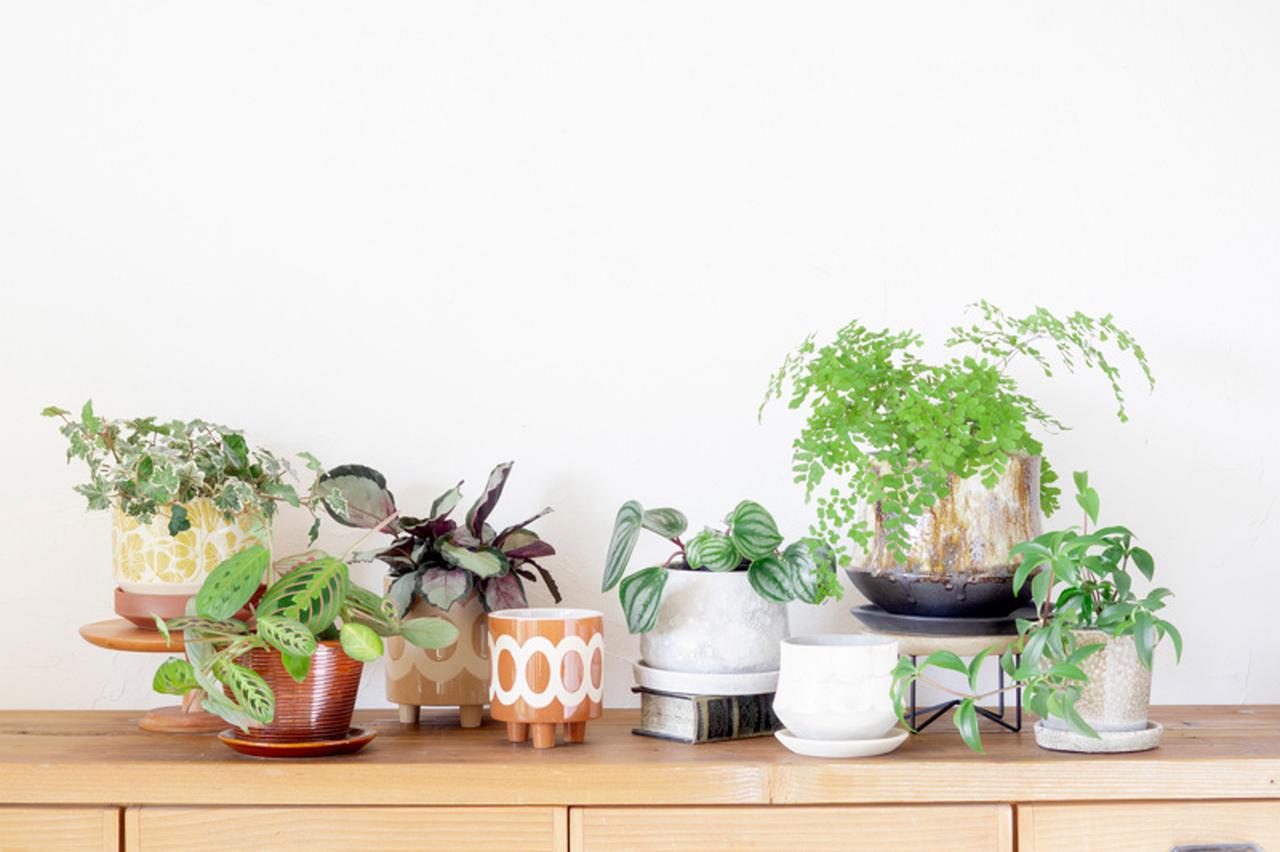 画像: 横に広がる観葉植物を「おしゃれに飾る」コツ。初心者におすすめ!やさしく部屋になじむ“育てやすい”品種と鉢の合わせ方