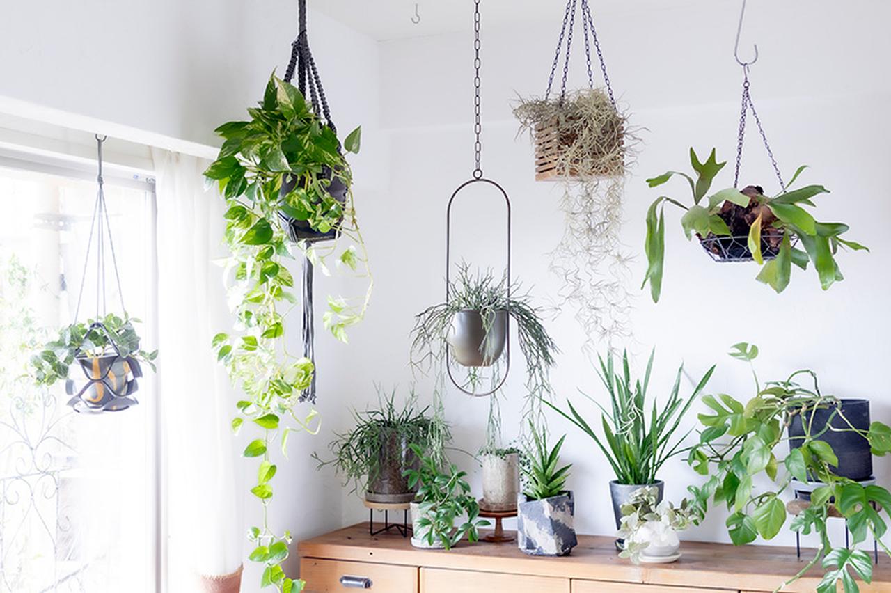 画像: 浮かぶグリーンがあるから見える眺めがある。いつもの部屋に、新しい表情が生まれます