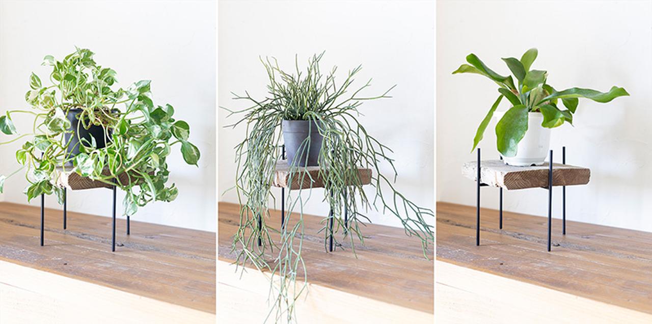 画像: 左から、ポトス、リプサリス、ビカクシダ。どれも浮かせて飾ることで、その魅力が空間のアクセントとして心地よくなじみます。