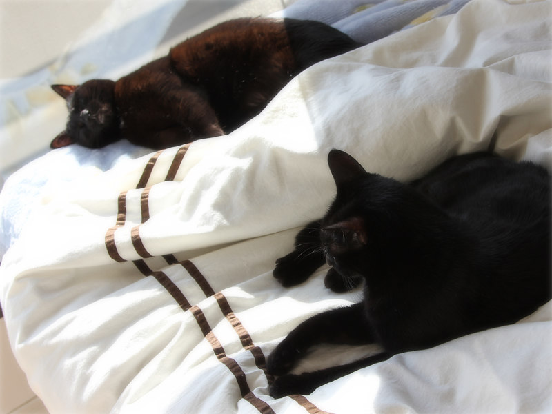 画像: 暖かくなってくると各自でまったり