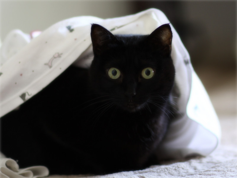 画像: 洗濯物にも猫の毛がつくから要注意