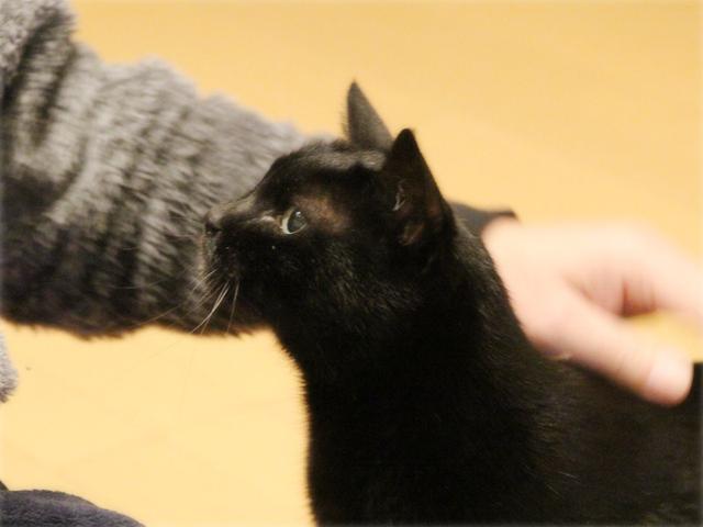 画像: 生きづらい世界で、猫が教えてくれたこと - 天然生活web