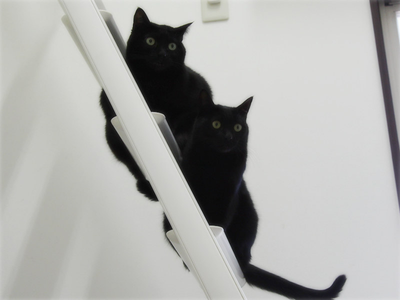 画像: 夫のくしゃみでロフトのハシゴに避難する猫たち
