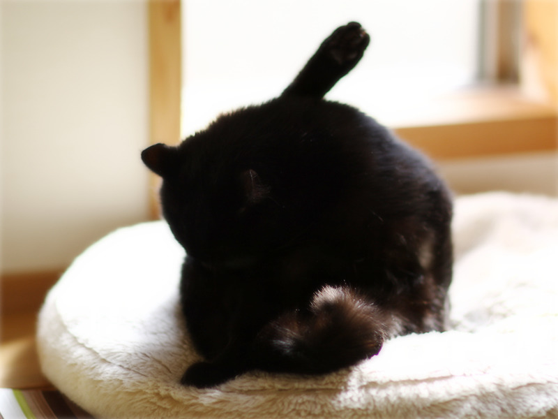 画像: 花粉の日は体をきれいに毛づくろい