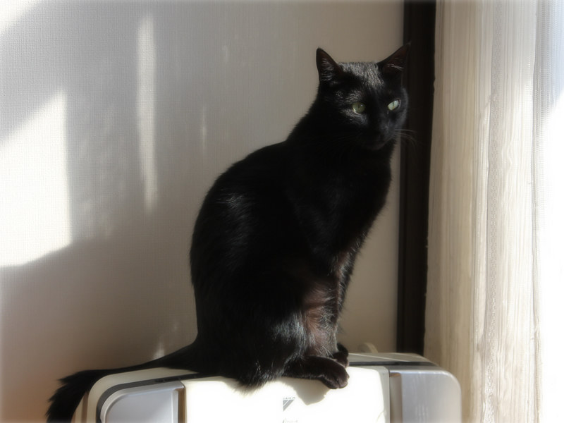 画像: お日様の光を浴びて