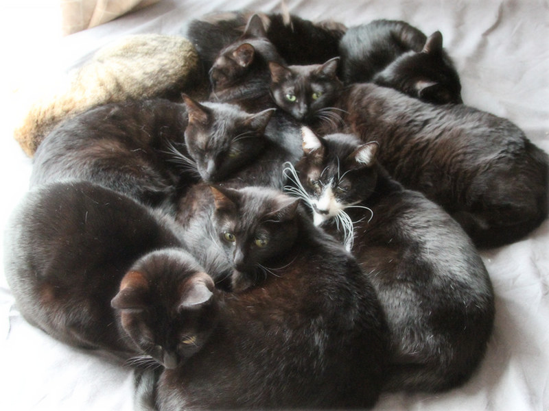 画像: 冬はぎゅうぎゅう猫団子