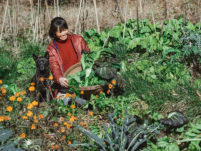 画像: 愛犬のすみれと一緒に白菜や高菜を収穫。「そのまま食べたり、漬物にしたりします」