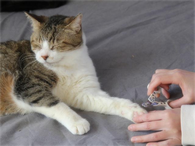 画像: 生きづらい世界で、猫が教えてくれたこと - 天然生活web