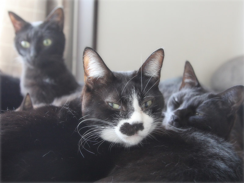 画像: こちらは「猫枕」