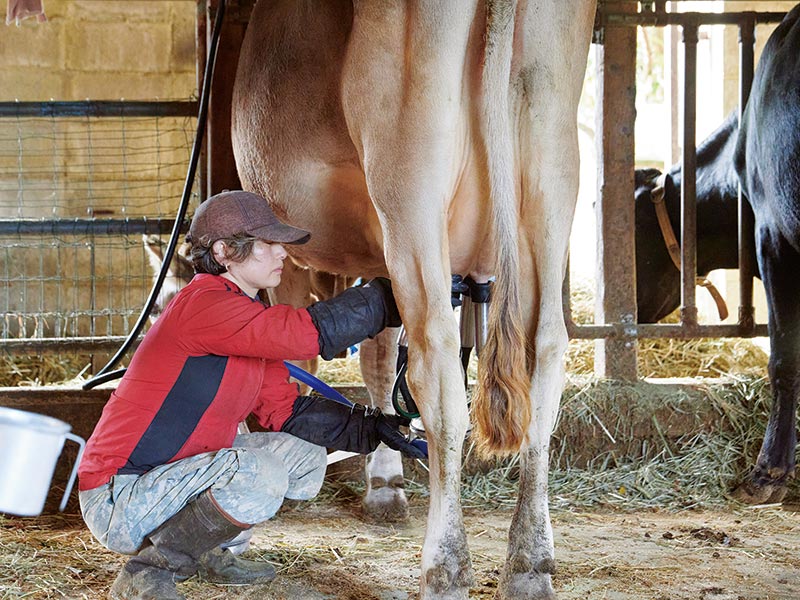 画像: 牛がエサを食べている間はじっとしておとなしいので、手早く搾乳を済ましていく