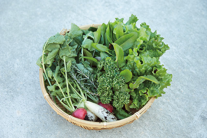 画像: ほうれんそう、はつか大根など、かごいっぱいに収穫した秋冬の野菜。家族分の野菜なら十分賄える