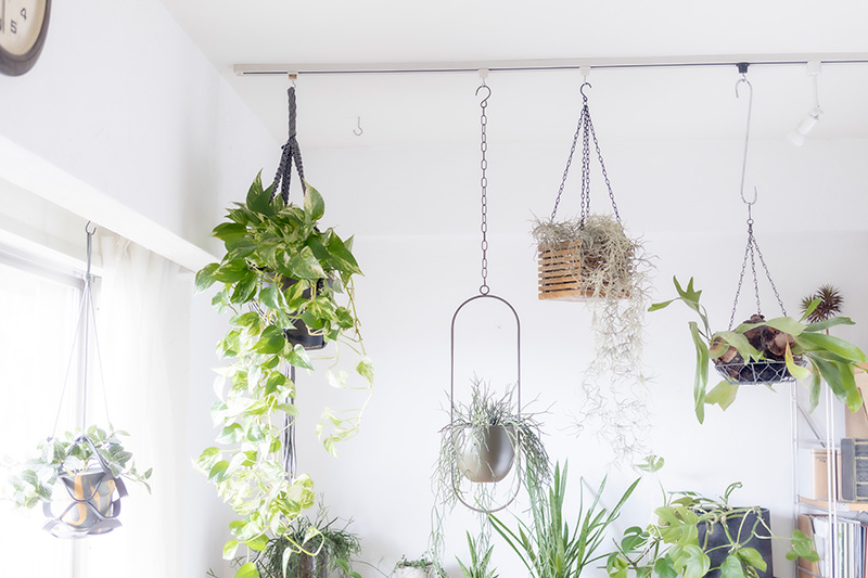 画像: 左から1つ目プミラ、 2つ目リプサリス、 4つ目エアープランツのグリーンは、 実はフェイクグリーン