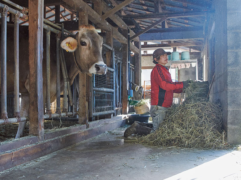 画像: 茶色の牛はブラウンスイスという種。ホルスタインの牛乳と比べると味わいが濃く、チーズづくりに適している