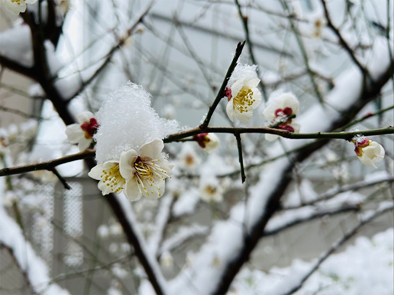 画像1: うらやましすぎる。おばあちゃんの“めちゃくちゃおいしい”手づくり梅干し