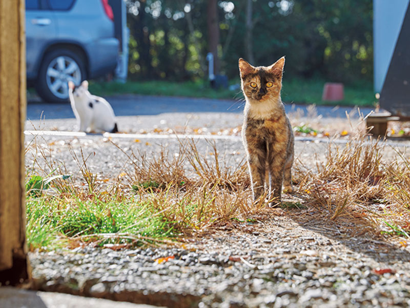 画像: 猫も牛乳が大好き。搾乳した牛乳を目当てに近づいてきた。1匹の猫からどんどんファミリーが増加中とのこと